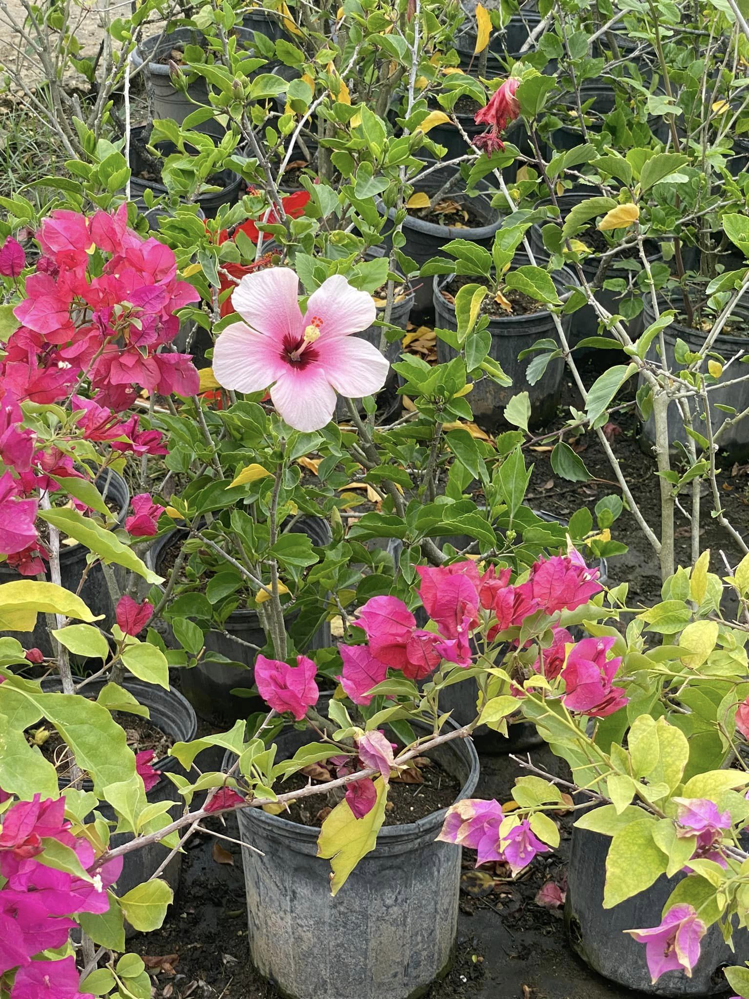 Read more about the article Our garden is blooming!
